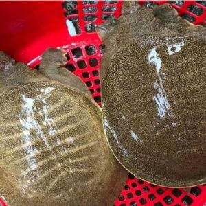 ba ba xuất chuồng