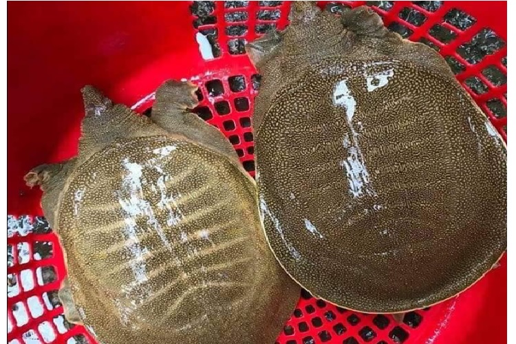 ba ba xuất chuồng