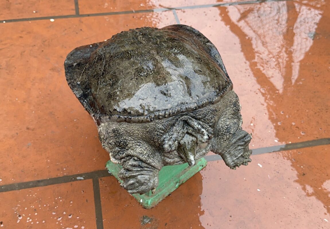 ba ba thương phẩm