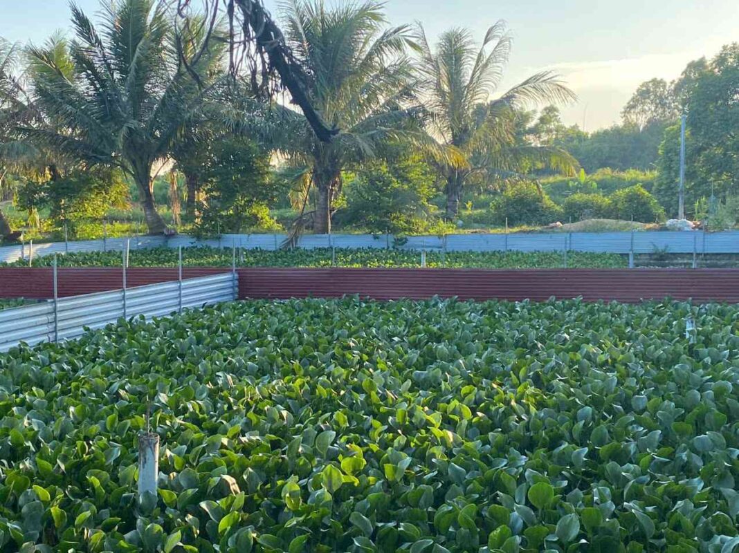 Thiết kế ao nuôi ba ba thương phẩm