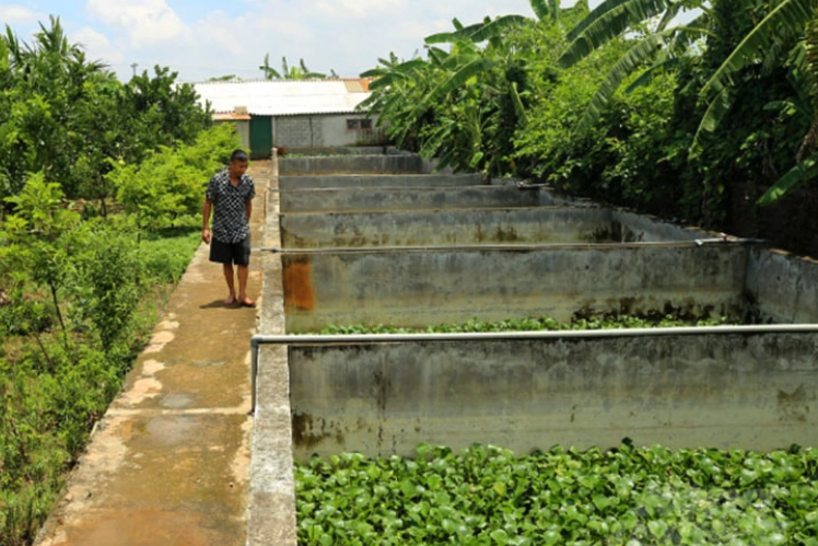 Thiết kế bể xi măng nuôi ba ba