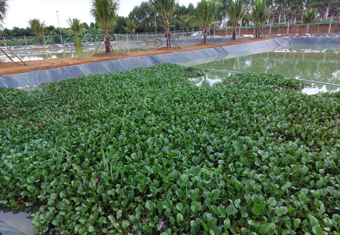 Thiết kế ao nuôi ba ba